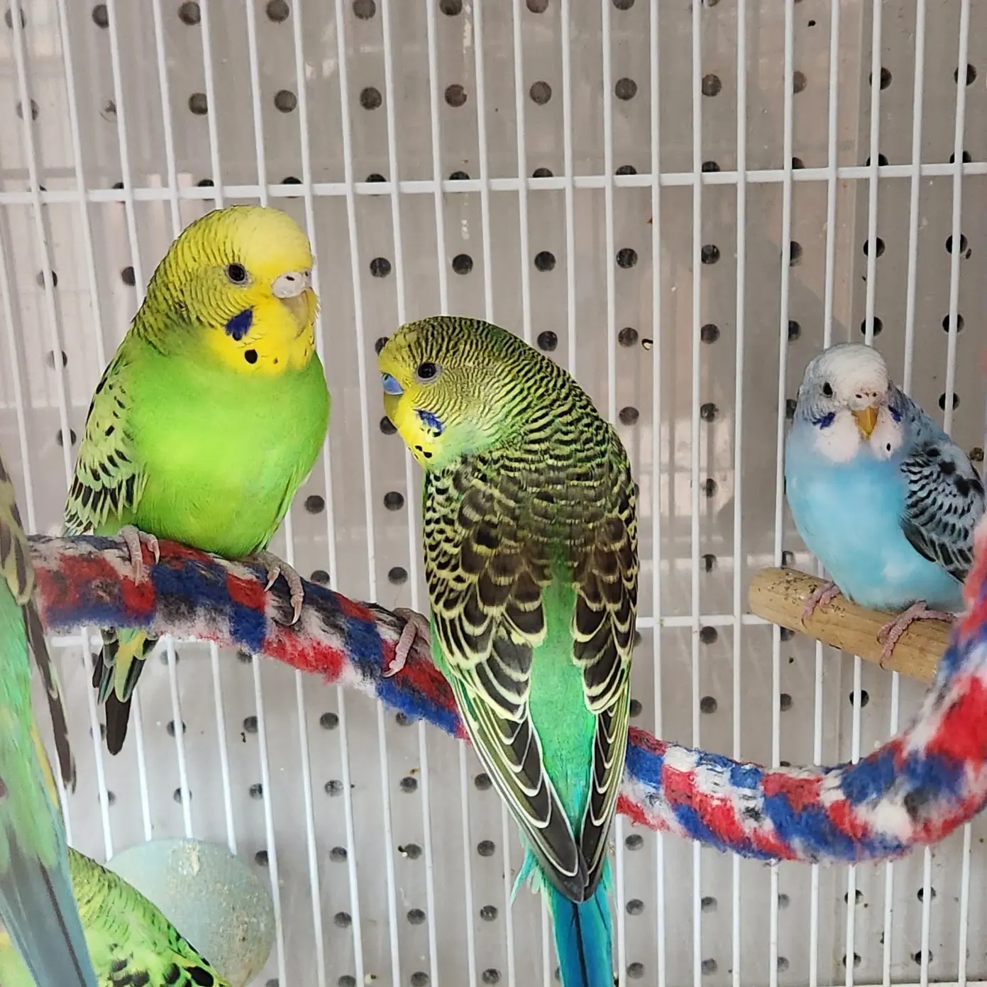 Pet store interior at Noah's Ark Pet Shoppe in Effingham, IL